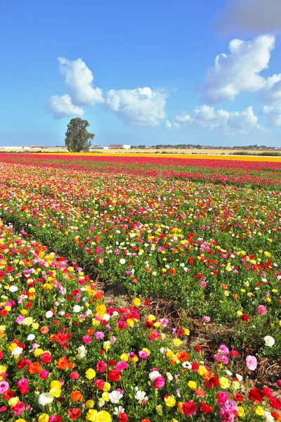 Бескрайнее поле, посеянное цветами — стоковое фото