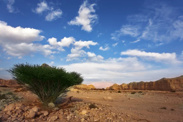 在以色列的石沙漠。温暖的冬天 — 图库照片