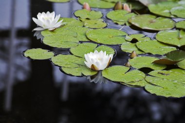 madrid parkta beyaz çiçek lilyum