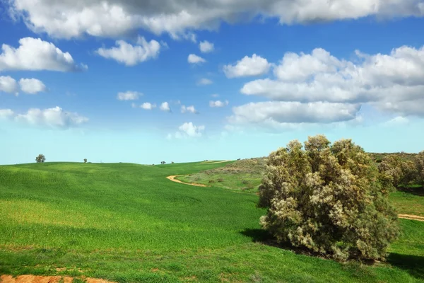 Зеленая трава и чистый воздух — стоковое фото