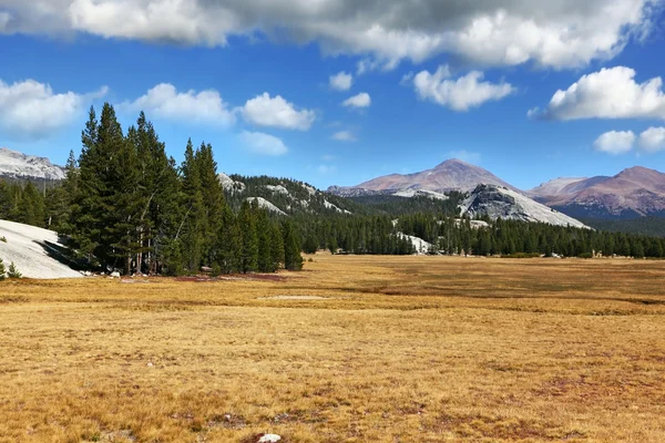 Yosemite - kürk-ağaçlar ve dağlar bir parçası — Stok fotoğraf