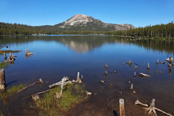 Ein ruhiger See, Wald und trockene Stümpfe — Stockfoto