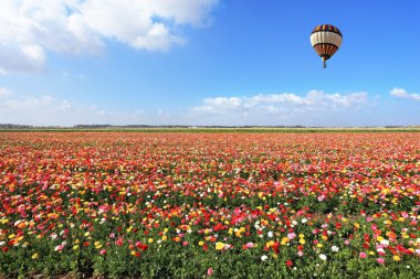 çizgili balon düğünçiçekleri uçar.