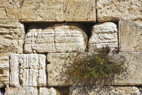 stock image The western wall of the Jerusalem temple