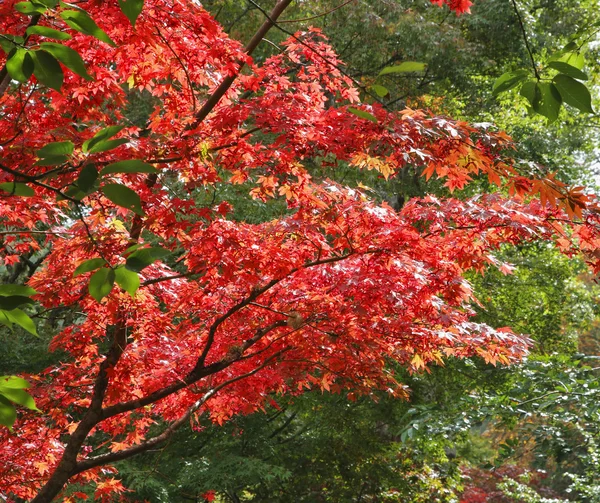 Le foglie rosse — Foto Stock