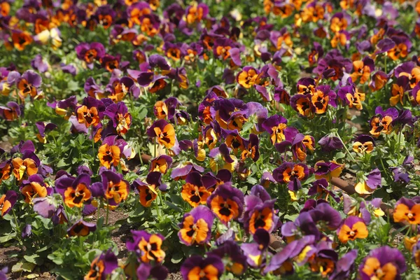 Field flowers "pansies" — Stock Photo, Image