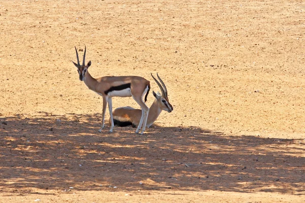 Dvě půvabné gazelle thomson odpočívá — Stock fotografie