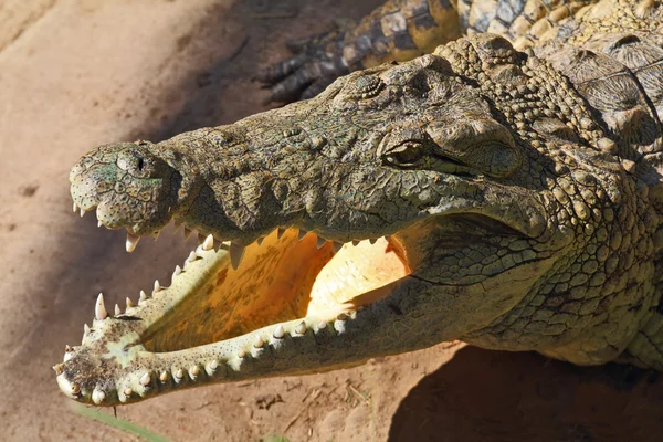 Crocodilo feliz — Fotografia de Stock