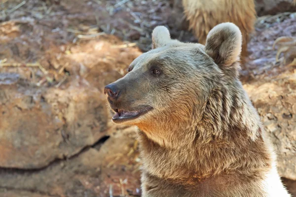 Большой медведь позирует посетителям парка — стоковое фото