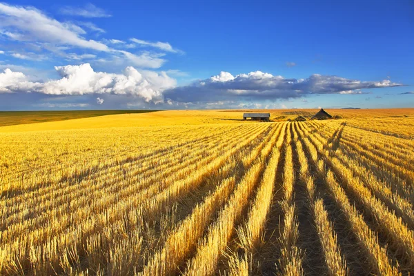 Enorme velden na een oogst — Stockfoto