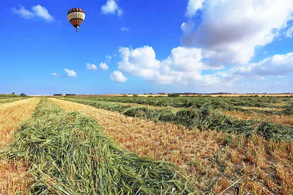 The balloon flies over a field of wheat — Stock Photo, Image