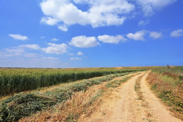 Сельская грунтовая дорога между зелеными полями — стоковое фото