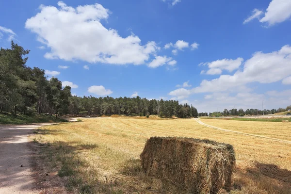 A pilha de trigo na borda da floresta — Fotografia de Stock