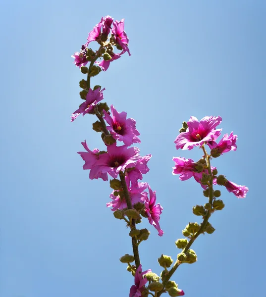 Flores rosa grandes brilhantes — Fotografia de Stock