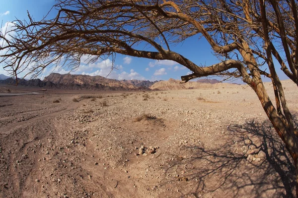 The Judean Desert — Stock Photo, Image