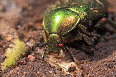 cockchafer ıslak kum üzerinde