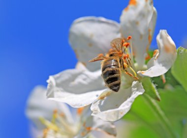 Wasp on white flower of the aple trees clipart