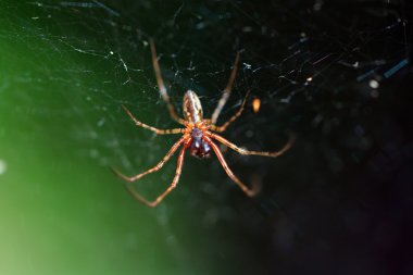 Red spider on green background clipart