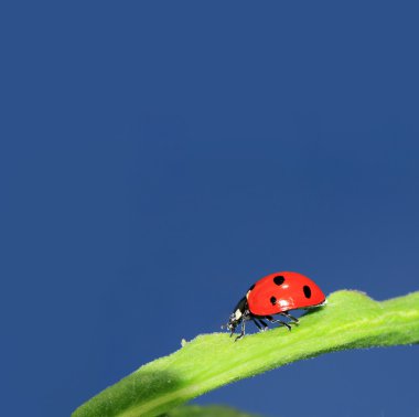 Ladybug on green herb under blue sky clipart