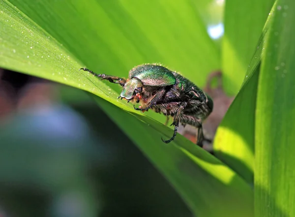 Cockchafer on green sheet — Stock Photo, Image