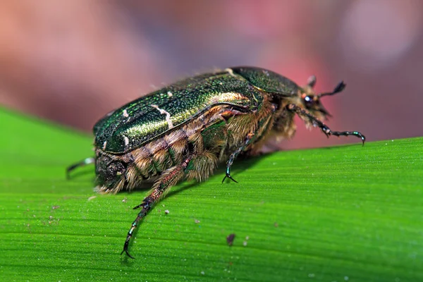Cockchafer on green sheet — Stock Photo, Image