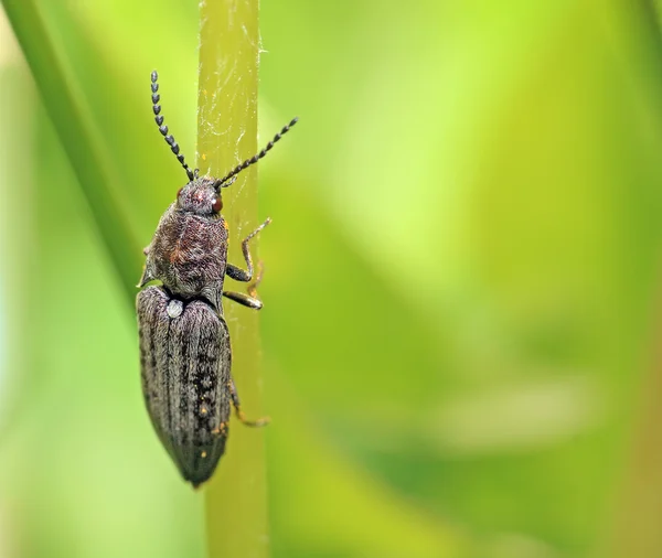 Yeşil zemin üzerine büyük böcek — Stok fotoğraf