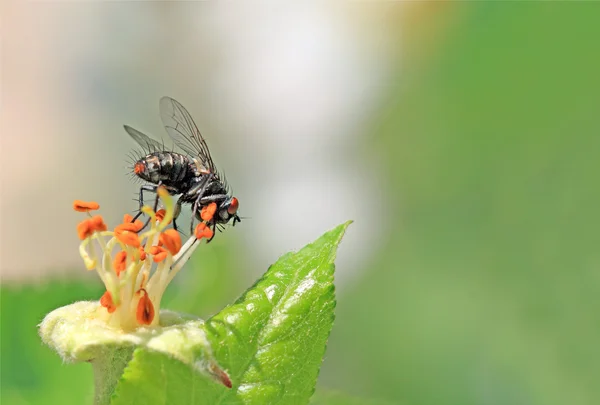 Blackenning fly on flower of the aple trees — Stock Photo, Image