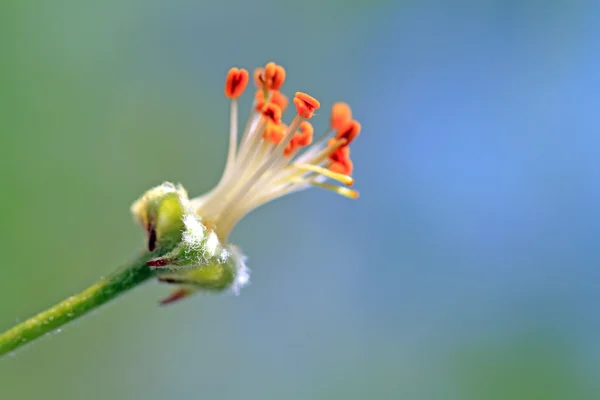 Fleur à érable sur fond abstrait — Photo