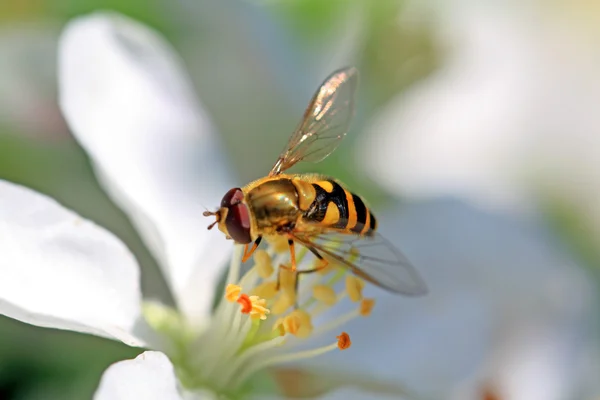 Wasp çiçekli aple ağaç üzerinde — Stok fotoğraf