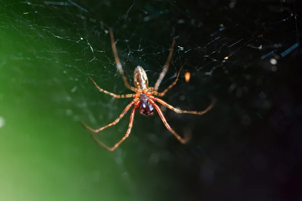 Czerwony pająk na zielonym tle — Zdjęcie stockowe