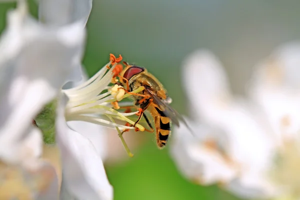 黄蜂上 aple 成为树的白花 — 图库照片