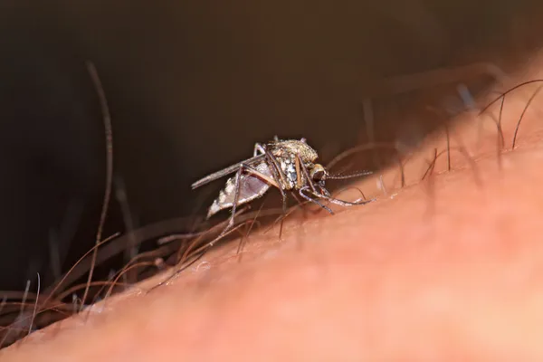 Mosquito en la mano humana —  Fotos de Stock