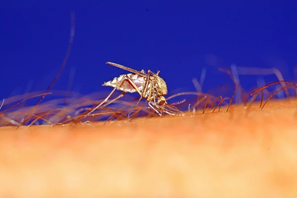 Gran mosquito en la mano humana —  Fotos de Stock