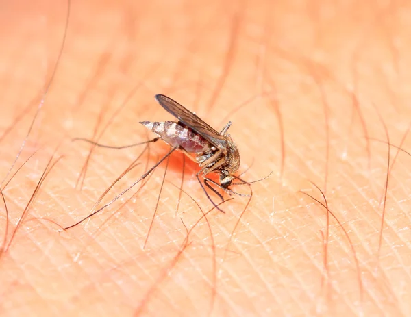 Grande mosquito na mão humana — Fotografia de Stock