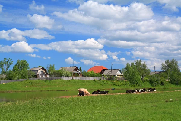 Krowy na wybrzeżu rzeki w pobliżu wsi — Zdjęcie stockowe