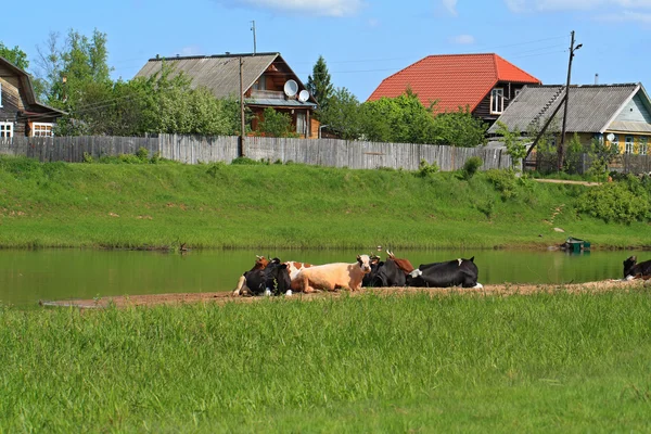 牛群皮质在海岸附近村庄的河上 — 图库照片