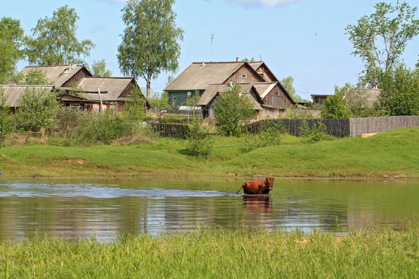 Koeien op rivier kust in de buurt van dorpen — Stockfoto