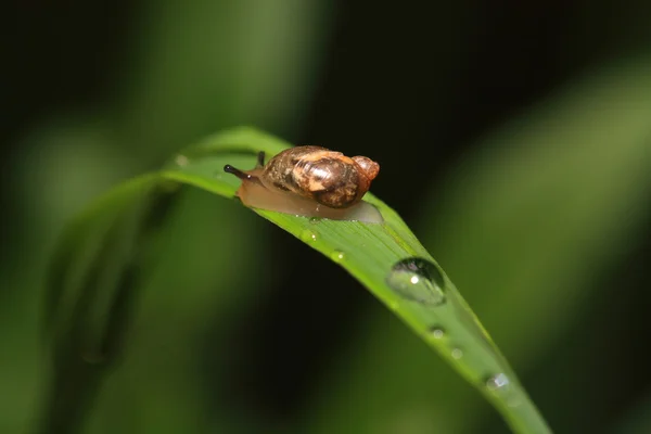 上雨中药草的蜗牛滴 — 图库照片