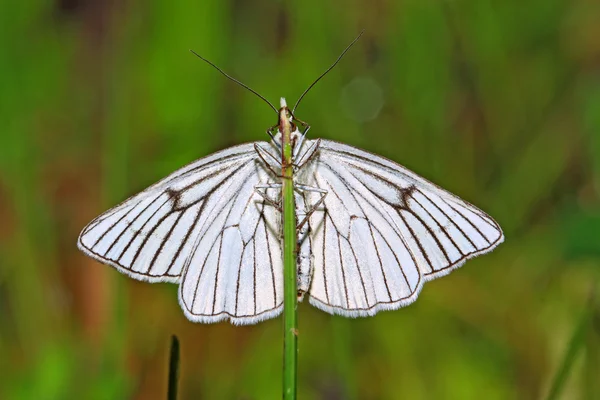 Λευκαντική πεταλούδα σε πράσινο φόντο — Φωτογραφία Αρχείου