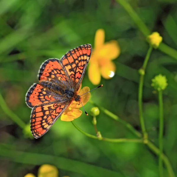 Roter Schmetterling auf gelber Blume — Stockfoto