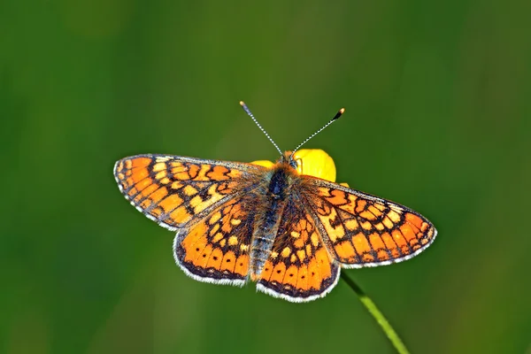 Oranžový motýl mezi zelené byliny — Stock fotografie