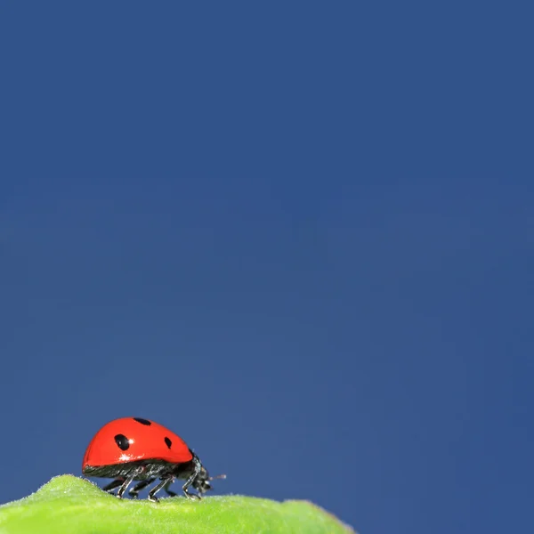 青空の下で緑のハーブにてんとう虫 — ストック写真