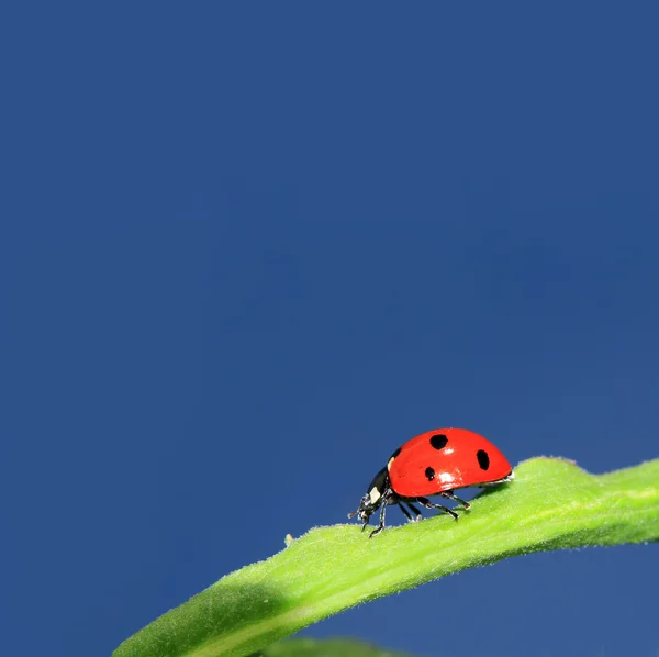 A zöld növény kék ég alatt katicabogár — Stock Fotó