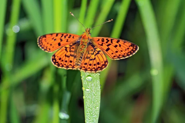 其中绿色草本橙色的蝴蝶 — 图库照片