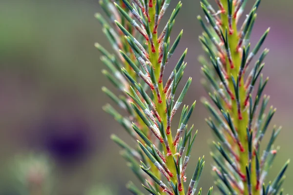 Pine branch on green background — Stock Photo, Image