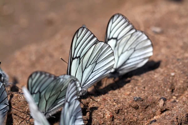 Fjärilar på land — Stockfoto