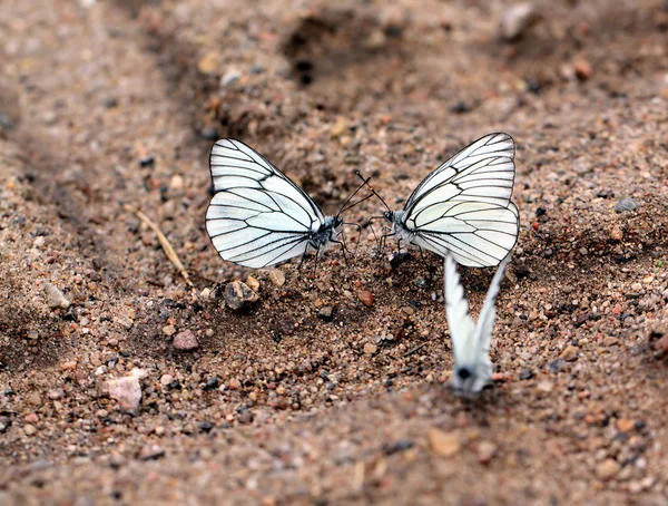Papillons sur terre — Photo