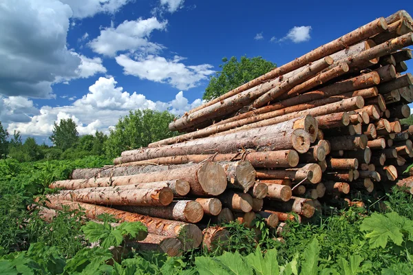 나무 sawn — 스톡 사진