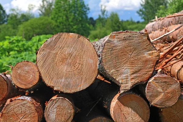 나무 sawn — 스톡 사진
