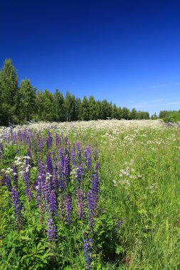 Yaz alanında mavi lupines